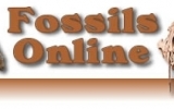 Fossils Logo For Website Header